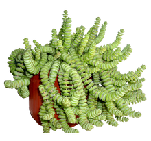Load image into Gallery viewer, Hanging Crassula