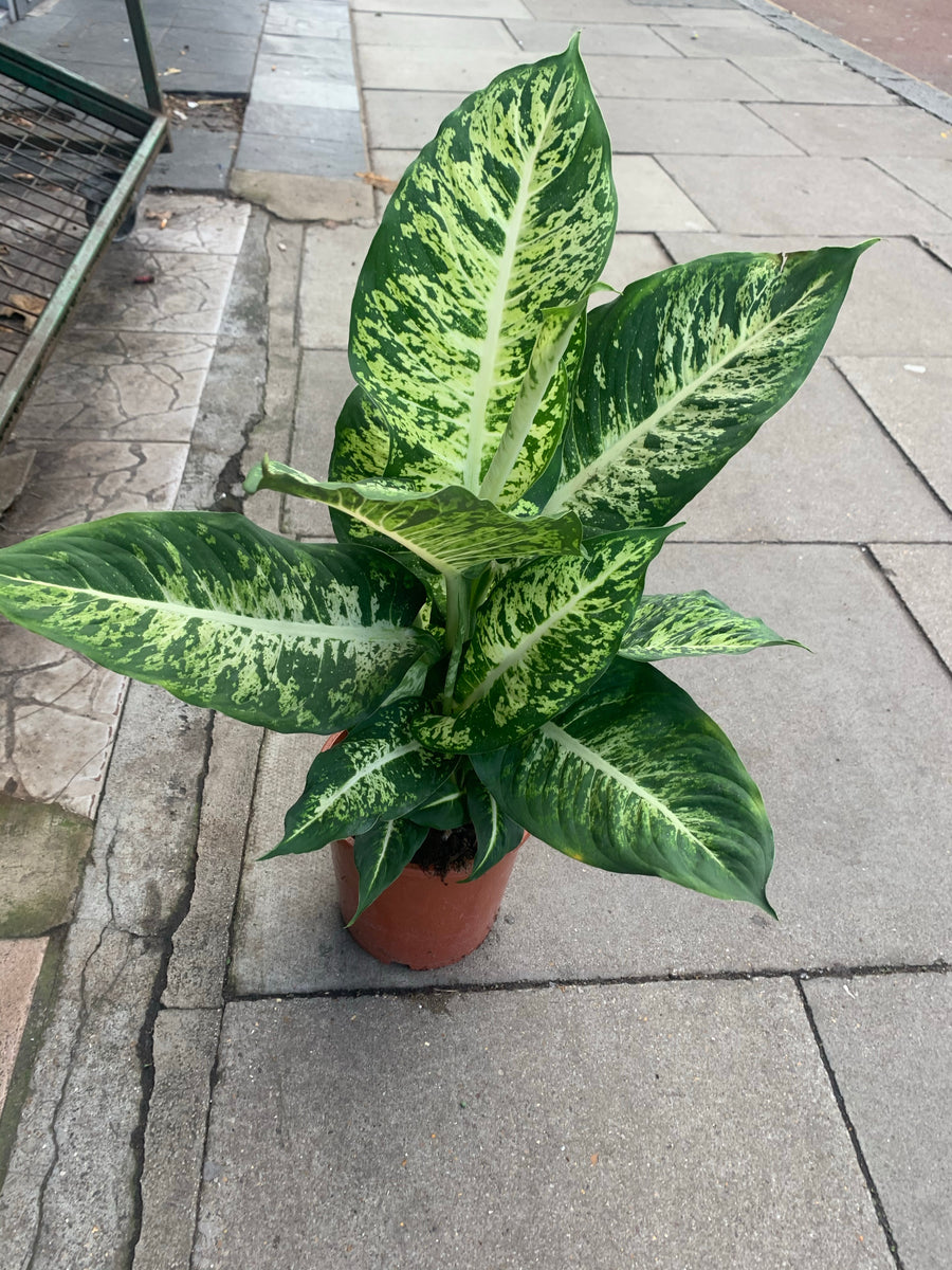 dieffenbachia mars care Dieffenbachia mars – Cityflora&plants