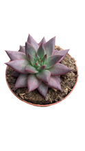 Load image into Gallery viewer, Echev. Agavoides