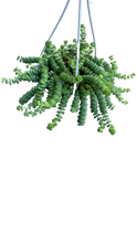 Load image into Gallery viewer, Hanging Crassula