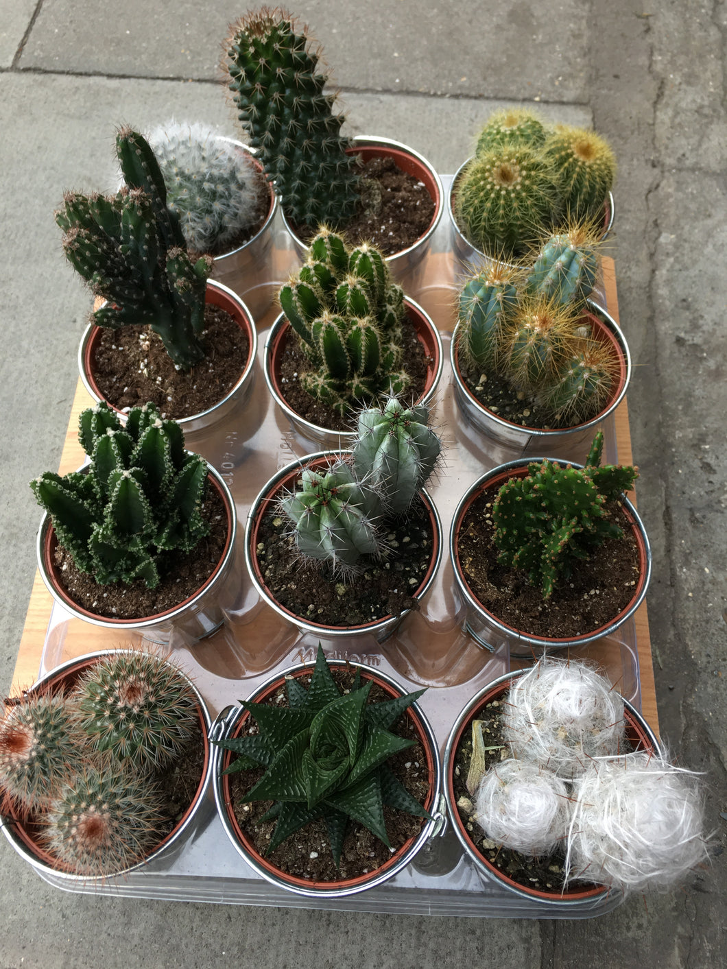 Cactus selection( sold individually)