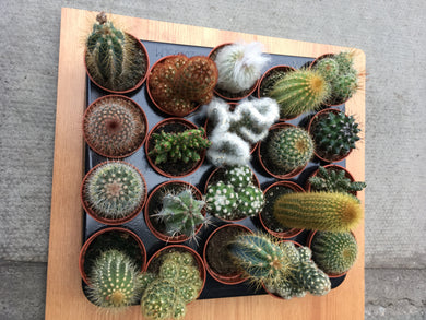 Small cactus ( sold individually)