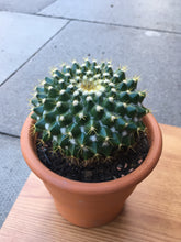 Load image into Gallery viewer, Round cactus +terracotta pot