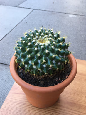 Round cactus +terracotta pot