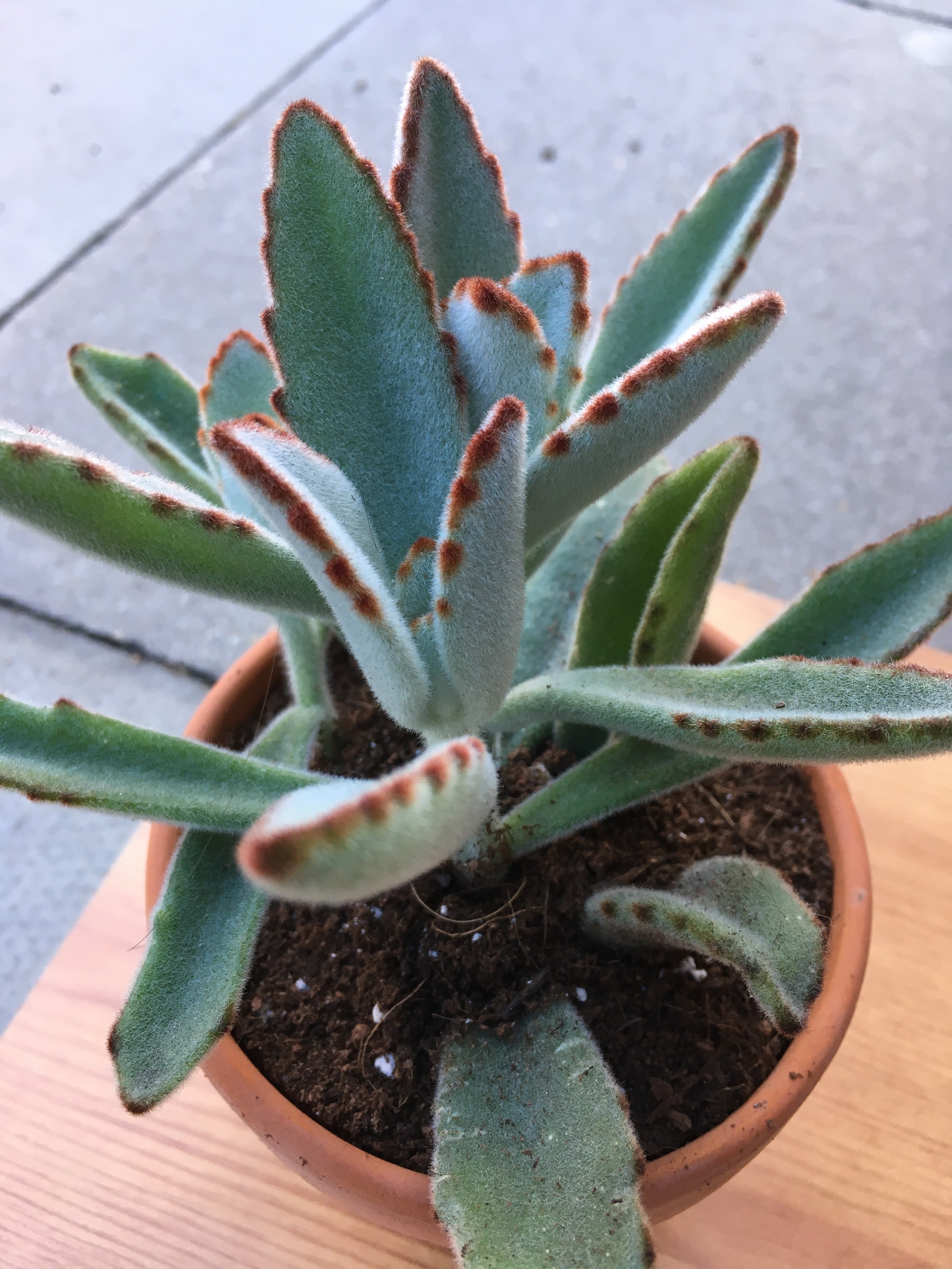 Kalanchoe + terracotta