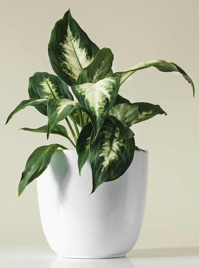 dieffenbachia mars care Dieffenbachia mars – Cityflora&plants