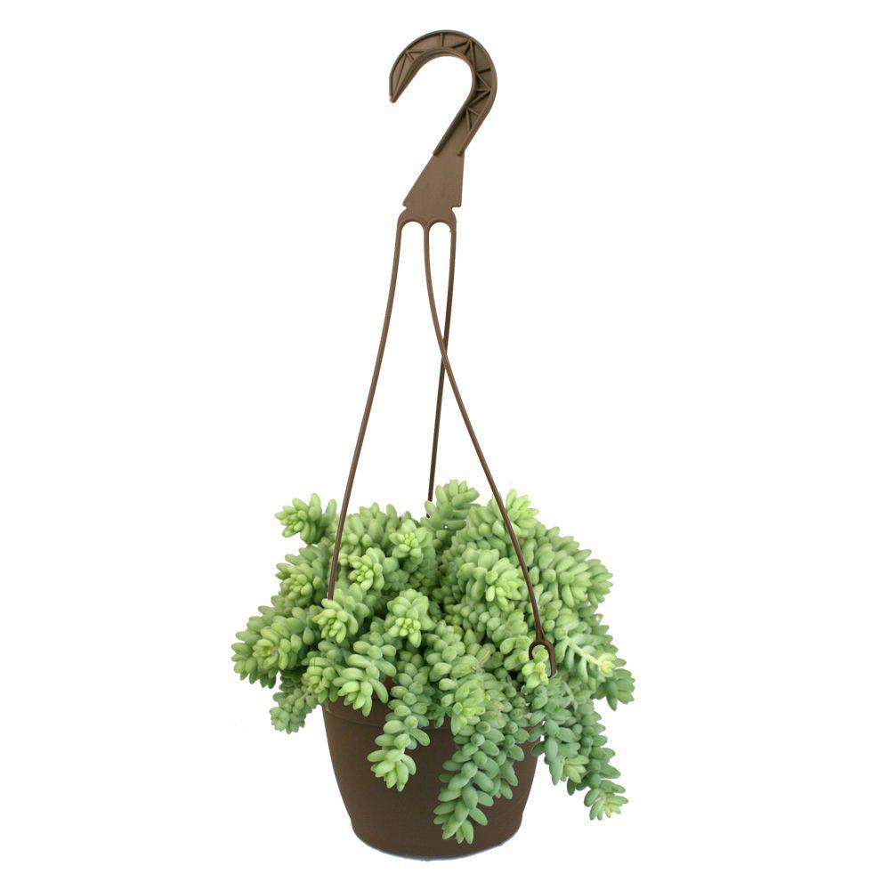 Sedum