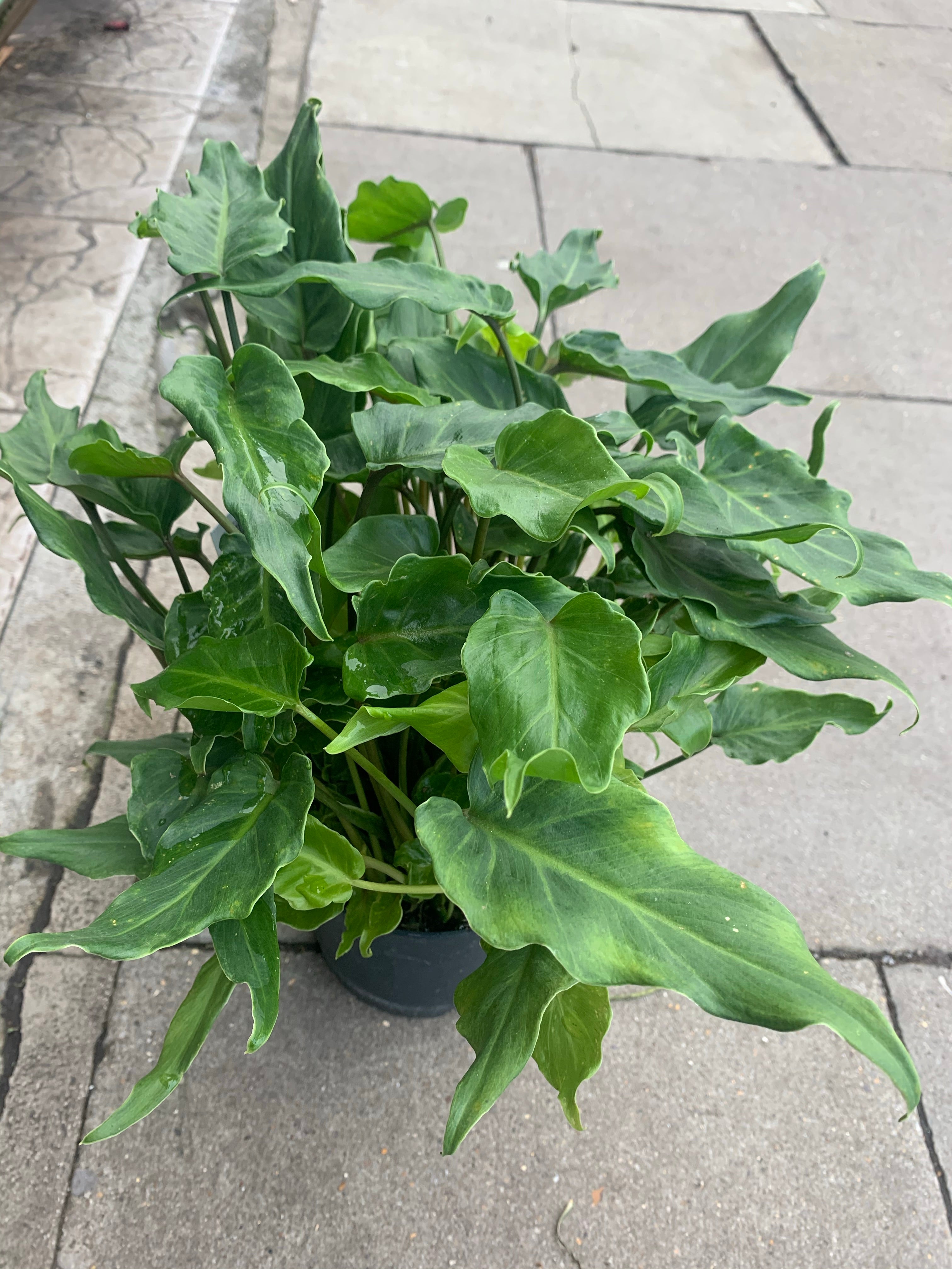philodendron xanadu juvenile Philodendron xanadu – Cityflora&plants
