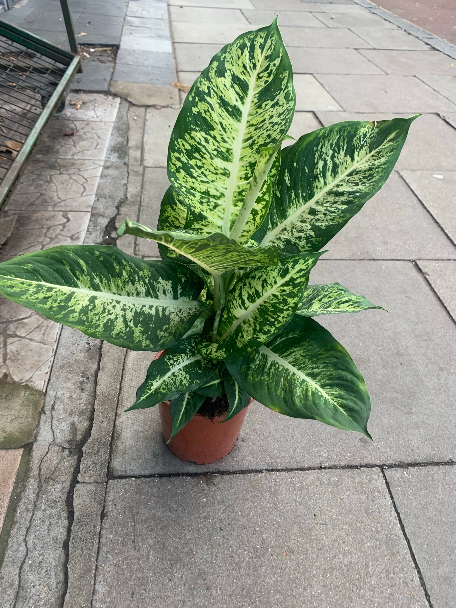 dieffenbachia maculata mars Dieffenbachia mars – Cityflora&plants