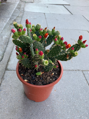 Cactus- multi tone flowers