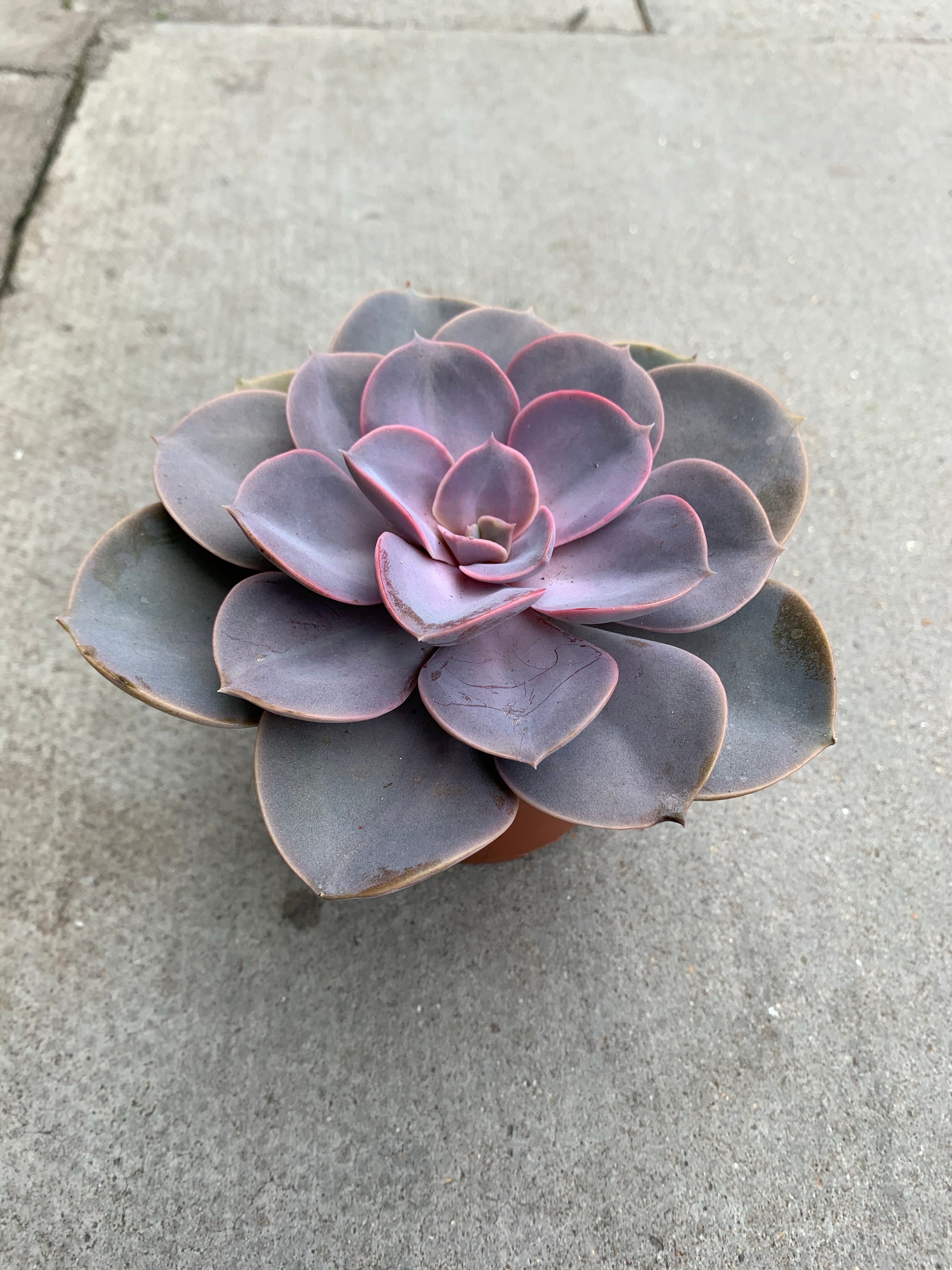Purple succulent